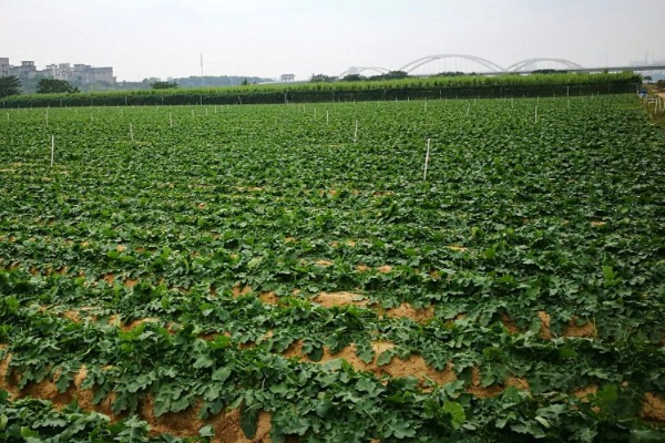 萝卜如何种植，前茬不能栽种十字花科的植物