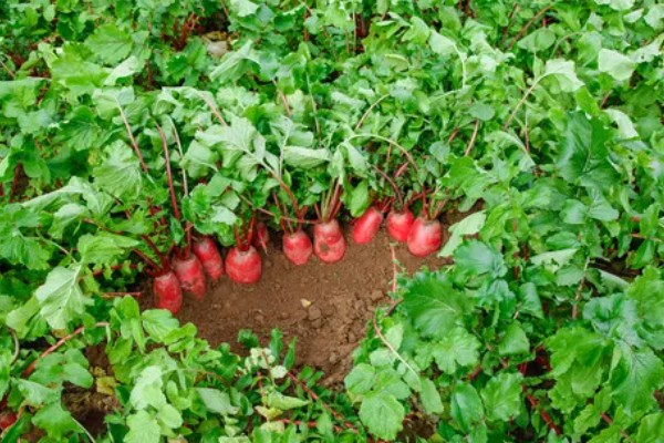 萝卜如何种植，前茬不能栽种十字花科的植物