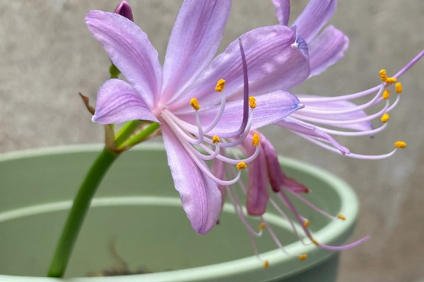 换锦花开放时有没有叶片,花期过后才会长出叶片