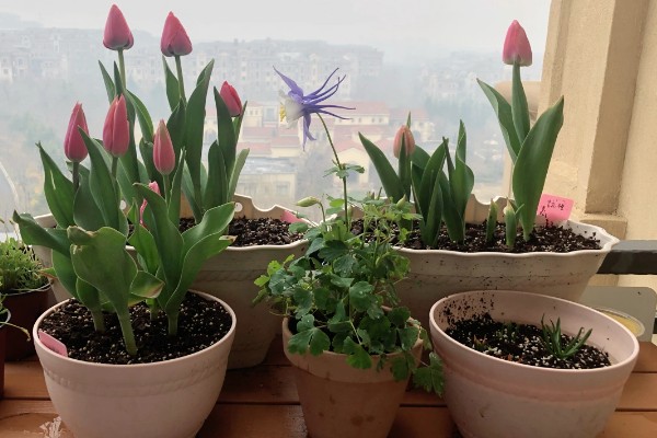 二月份能种郁金香吗，二月份可以种植郁金香