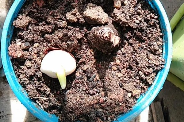 二月份能种郁金香吗，二月份可以种植郁金香