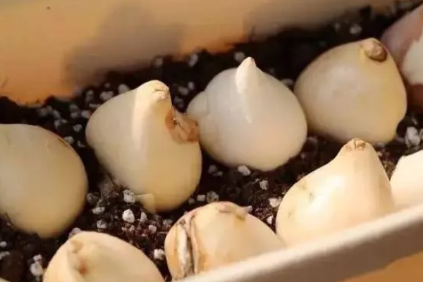 二月份能种郁金香吗，二月份可以种植郁金香