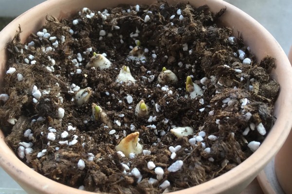 二月份能种郁金香吗，二月份可以种植郁金香