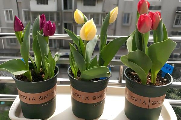 二月份能种郁金香吗，二月份可以种植郁金香