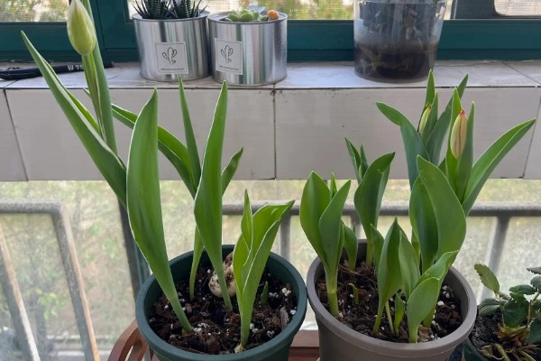 二月份能种郁金香吗，二月份可以种植郁金香