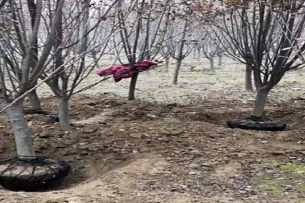 海棠树的栽培方法，对密集枝进行剪疏可让植株更通透