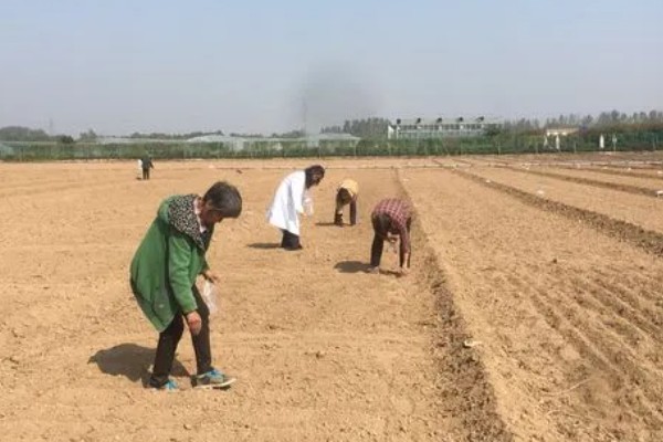 海棠树的栽培方法，对密集枝进行剪疏可让植株更通透