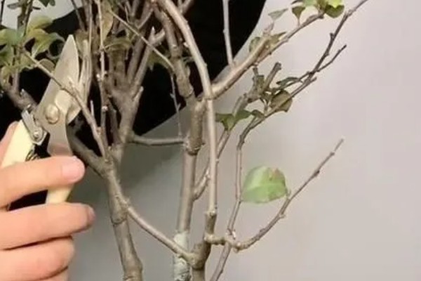 海棠树的栽培方法，对密集枝进行剪疏可让植株更通透