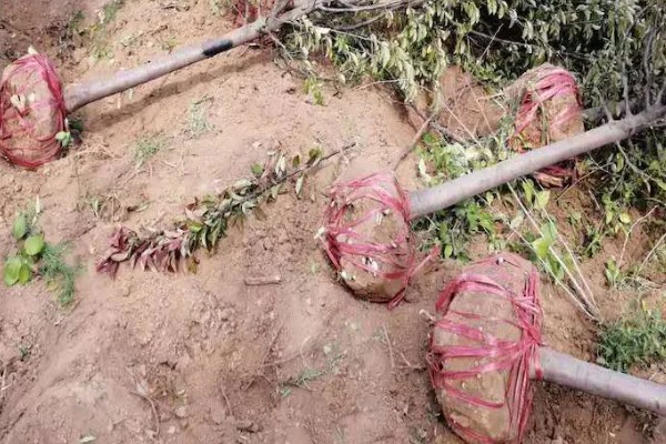 海棠树的栽培方法，对密集枝进行剪疏可让植株更通透