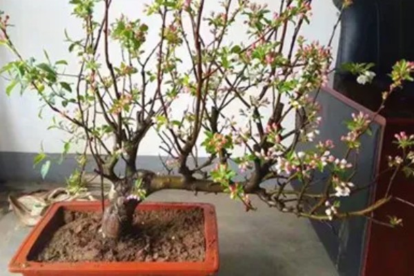 海棠树的栽培方法，对密集枝进行剪疏可让植株更通透