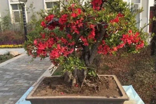 海棠树的栽培方法，对密集枝进行剪疏可让植株更通透