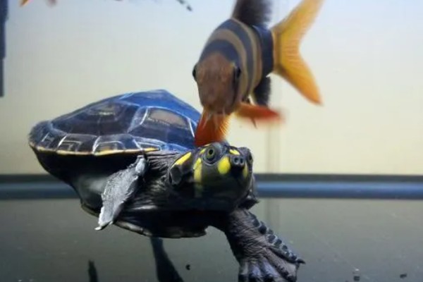 黄头侧颈龟吃不吃鱼屎，偏爱素食但也会将鱼粪作为食物