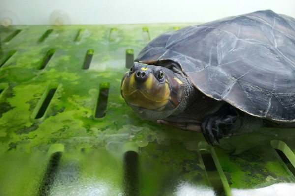 黄头侧颈龟吃不吃鱼屎，偏爱素食但也会将鱼粪作为食物