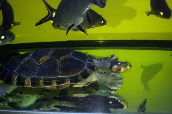 黄头侧颈龟吃不吃鱼屎，偏爱素食但也会将鱼粪作为食物