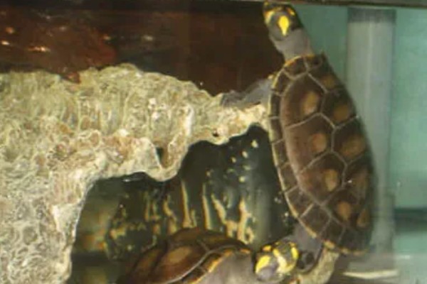 黄头侧颈龟吃不吃鱼屎，偏爱素食但也会将鱼粪作为食物