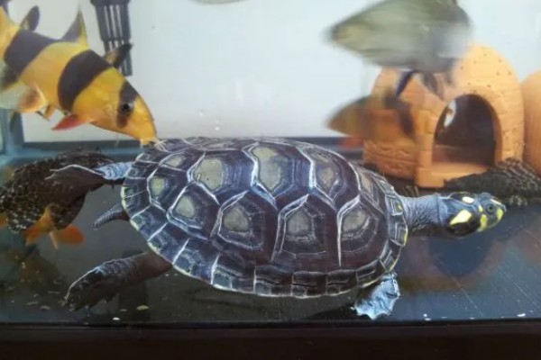 黄头侧颈龟吃不吃鱼屎，偏爱素食但也会将鱼粪作为食物