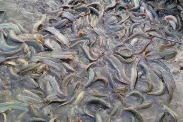 养殖泥鳅要喂什么，可以饲喂米糠、豆饼、豆渣等