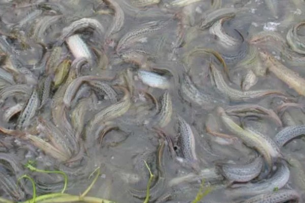 养殖泥鳅要喂什么，可以饲喂米糠、豆饼、豆渣等