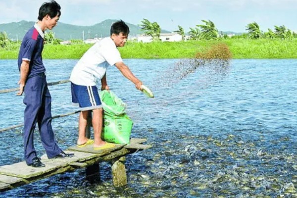 养殖泥鳅要喂什么，可以饲喂米糠、豆饼、豆渣等