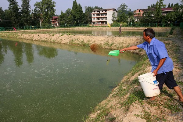 养殖泥鳅要喂什么，可以饲喂米糠、豆饼、豆渣等