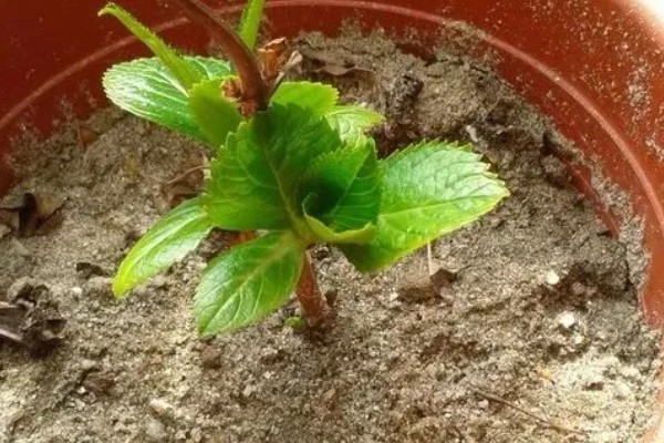 绣线菊能扦插吗,绣线菊能扦插