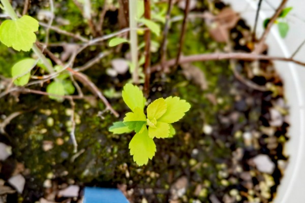 绣线菊能扦插吗,绣线菊能扦插