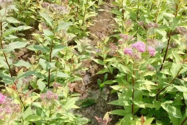 绣线菊能扦插吗,绣线菊能扦插