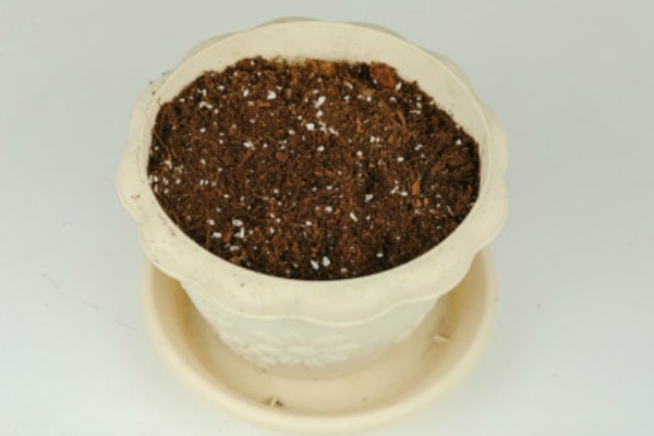 绣线菊能扦插吗,绣线菊能扦插