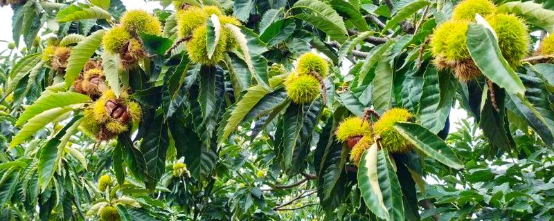 栗子树的管理技术，一年进行二次中耕除草