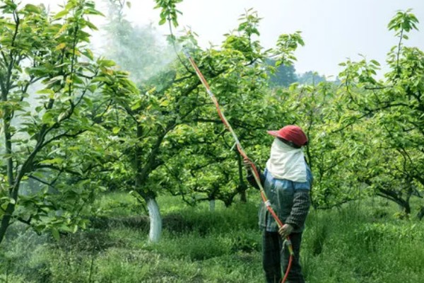 果虫杀的具体防治对象,可有效防治尖细蛾、卷叶蛾等
