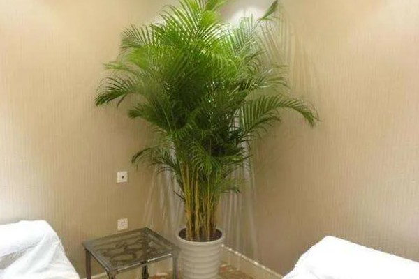 散尾葵的作用,除了观赏还能起到装饰家居、提高空气湿度等效果