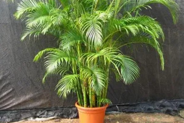 散尾葵的作用,除了观赏还能起到装饰家居、提高空气湿度等效果