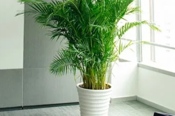 散尾葵的作用,除了观赏还能起到装饰家居、提高空气湿度等效果