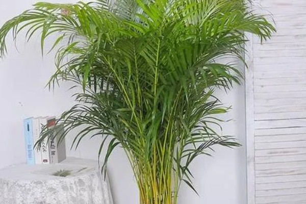 散尾葵的作用,除了观赏还能起到装饰家居、提高空气湿度等效果