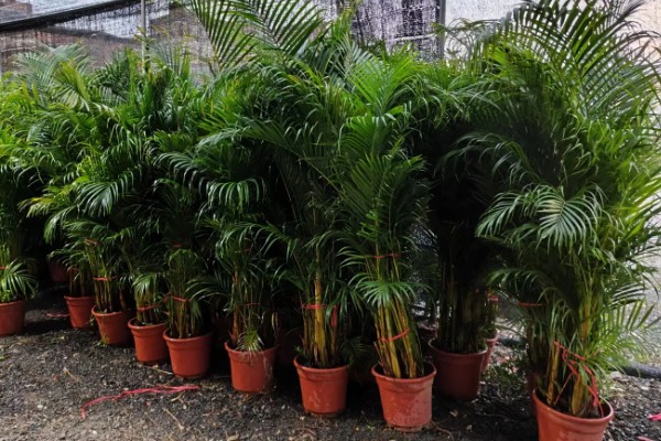 散尾葵的作用,除了观赏还能起到装饰家居、提高空气湿度等效果