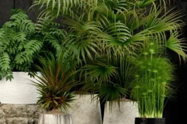 散尾葵的作用,除了观赏还能起到装饰家居、提高空气湿度等效果