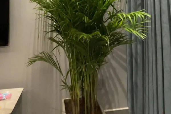 散尾葵的作用,除了观赏还能起到装饰家居、提高空气湿度等效果