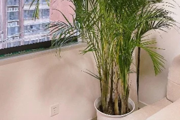 散尾葵的作用,除了观赏还能起到装饰家居、提高空气湿度等效果