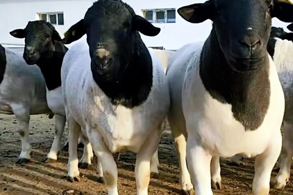 杜泊羊是不是山羊，属于绵羊品种