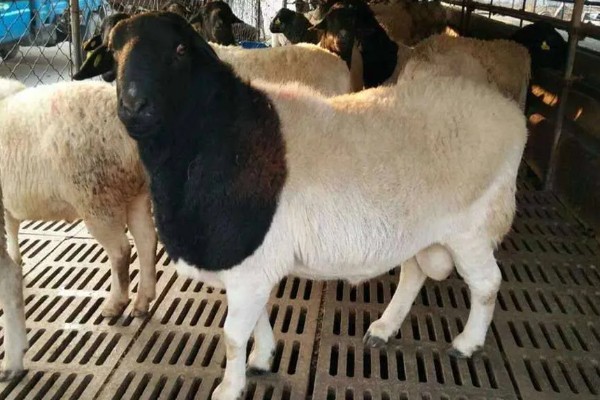 杜泊羊是不是山羊，属于绵羊品种