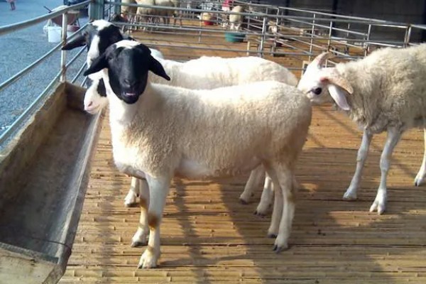 杜泊羊是不是山羊，属于绵羊品种