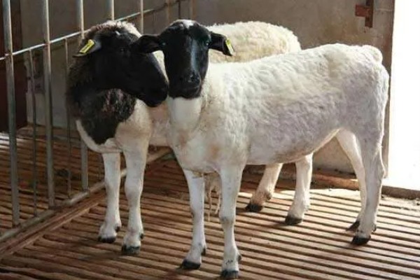 杜泊羊是不是山羊，属于绵羊品种