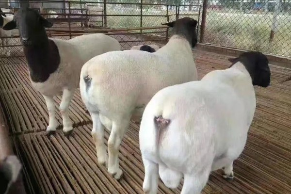 杜泊羊是不是山羊，属于绵羊品种