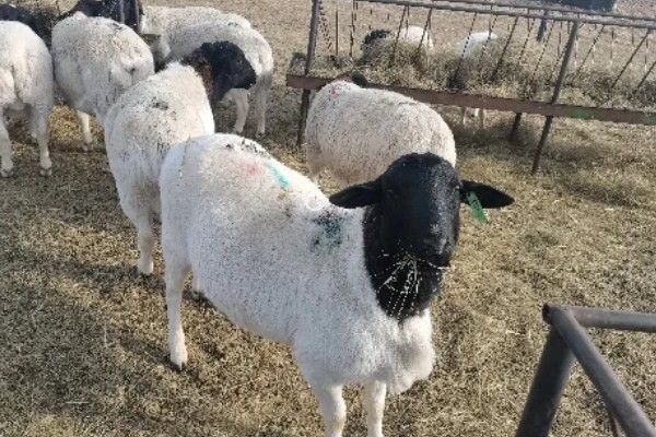 杜泊羊是不是山羊，属于绵羊品种