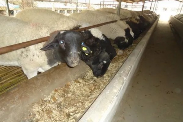 杜泊羊是不是山羊，属于绵羊品种