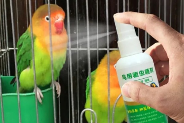 鹦鹉身上痒总是啄毛怎么办，要进行体外驱虫