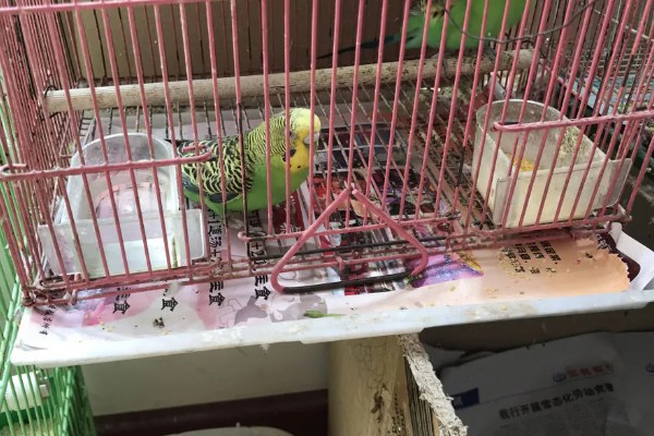 鹦鹉身上痒总是啄毛怎么办，要进行体外驱虫