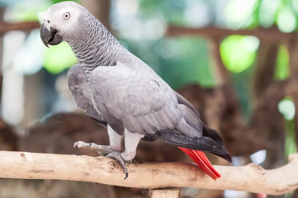 鹦鹉身上痒总是啄毛怎么办，要进行体外驱虫