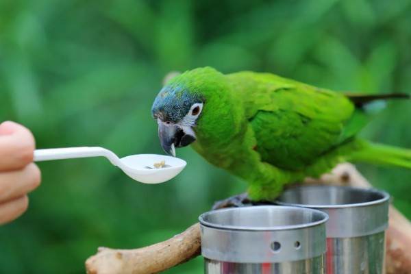 鹦鹉身上痒总是啄毛怎么办，要进行体外驱虫