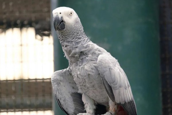 鹦鹉身上痒总是啄毛怎么办，要进行体外驱虫